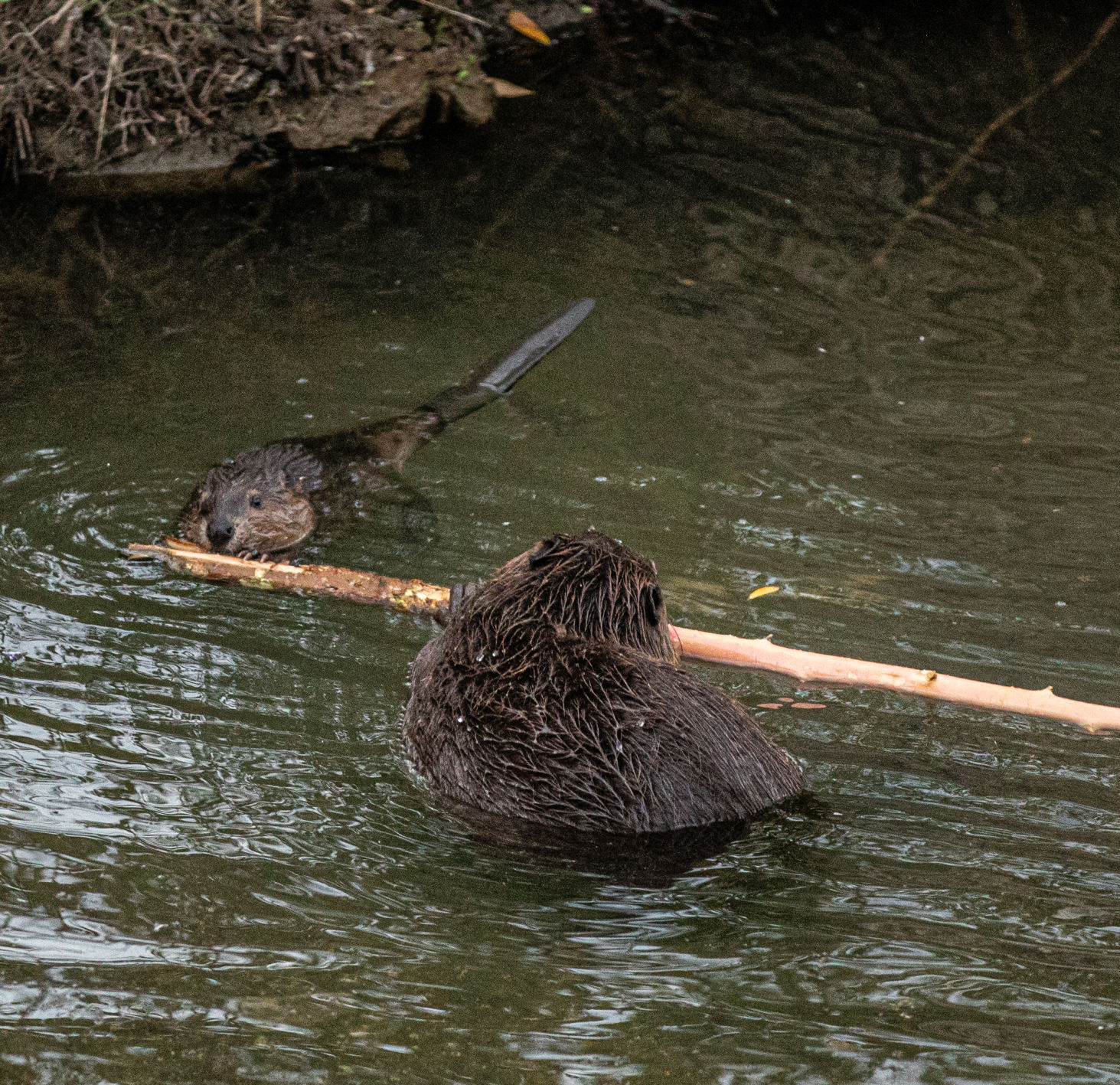 Beaver Lodge Summer 2019